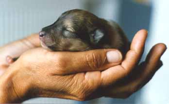 Bienvenido !!! estas en presencia de un nacimiento.